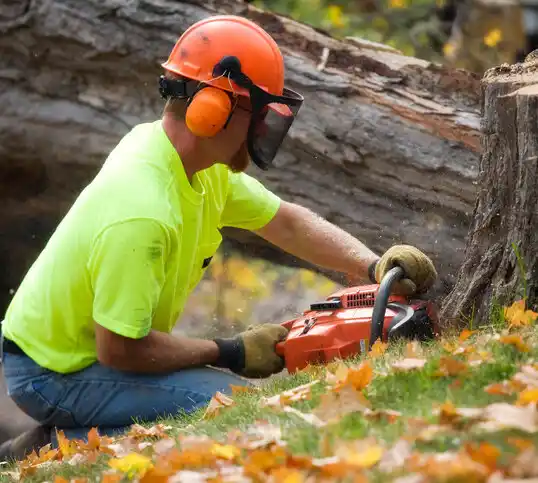 tree services Chevy Chase